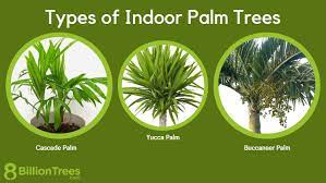 37 Types Of Indoor Palm Trees To Grow
