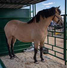 Белорусская упряжная лошадь — Википедия