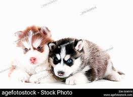 little cute puppy of siberian husky dog
