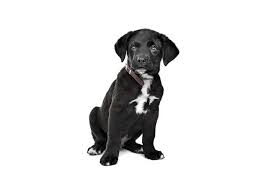 Is The Great Dane Rottweiler Mix Too Much For Families To