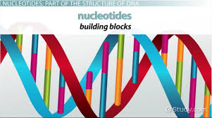 nucleotide structure types