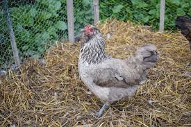 Raising Ameraucana Chickens Breed Facts