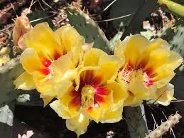 Use without written consent by the author is illegal and punishable by law. These Photos Of Cactus Blooms Will Make You Fall In Love With Tucson Local News Tucson Com