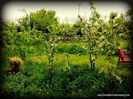 Side Garden Ideas A Fruit Tree Hedge