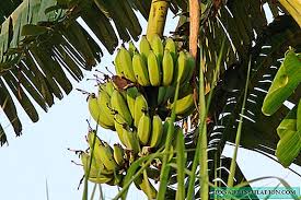 Oleh karena itu, banyak pisang yang tidak bebiji. Palm Dengan Pisang Bagaimana Ia Mekar Dan Bagaimana Ia Menyebarkan Adakah Ia Rumput Atau Pokok Tumbuhan