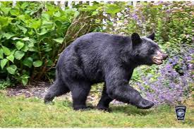 bear struck on route 3 in plymouth