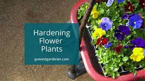 Hardening Off Flowers Getting Your