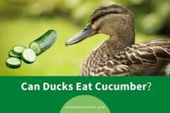 can-ducks-eat-cucumber-skin