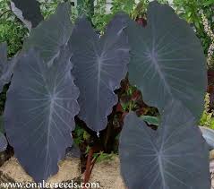 The upright elephant ear or wild taro or giant taro is a very attractive species great for decoration uses in fish or koi ponds, lakes, and other waterfrontages. Elephant Ear Black Runner Black Ruffles Like Magic 5 Medium Plants