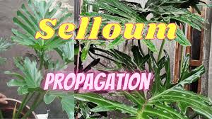 how to propagate or plant selloum