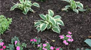 apply mulch to your flower beds