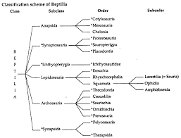 Reptilia Characters And Classification Zoology