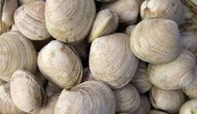 Can clams drown in water?