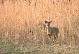 Deer like the nutritious nuts that come from chestnuts and acorns as well. Seven Types Of Cover Whitetail Deer Love Mossy Oak