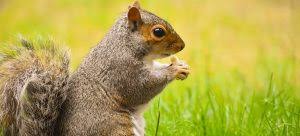 stop squirrels from digging up your