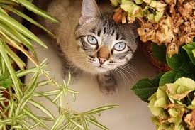 Maybe you would like to learn more about one of these? Top 10 Houseplants Poisonous To Cats