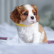 Before you search for puppies for sale, consider adopting a puppy! Petland Pickerington Ohio Pet Store Buy Pets Puppies Supplies