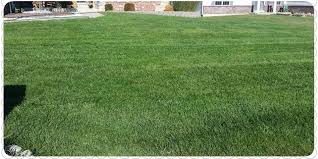 Overseeding also helps add dimension to your lawn. Aerating Over Seeding Or Re Seeding Dethatching Turf Renovations