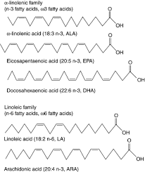 fatty acids an overview