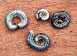 millipedes centipedes and sowbugs 5