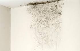 How To Remove Black Mold Safely
