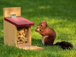 attirer les écureuils dans votre jardin