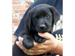 We're proud to sell healthy labrador puppies. Labrador Retriever Puppies In Indiana