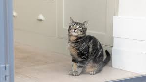 5 beautiful kittens looking for a new home. What Exactly Are Tabby Cats Purina