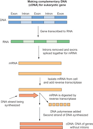 A dna molecule that is complementary to a complementary dna; Complementary Dna An Overview Sciencedirect Topics