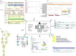 Genome And Proteome Annotation Organization Interpretation