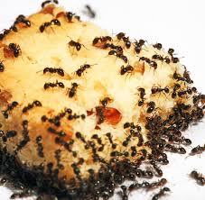Duftbarrieren sind besonders effektiv gegen ameisen in ihrem garten. Terrassenschutz Blumentopftrick Hilft Im Kampf Gegen Ameisen Welt