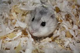 grey dwarf hamster wikipedia