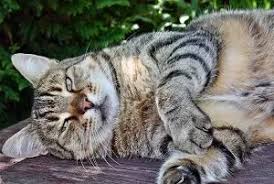 In diagnosing a bloated stomach, it is crucial that you react quickly to any sign of symptoms and that you take careful note of any concurrent signs of illness or pain. Why Does My Cat Have A Hanging Belly What To Know Faqcats Com