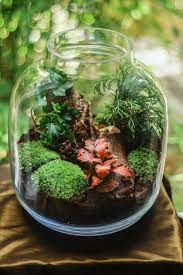 Do It Yourself Terrarium For Plants