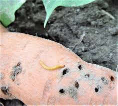 check for wireworms when planting