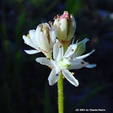 Triantha glutinosa - Michigan Flora