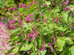 Which are to be watered daily for a lovely view of your garden. Polygonum Orientale Kiss Me Over The Garden Gate Plant