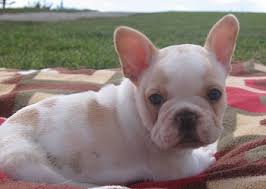 Americanlisted has classifieds in leominster, massachusetts for dogs and cats. French Bulldogs For Sale In Ma L2sanpiero