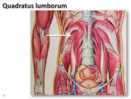 Muscles that attach from the pelvis to the trunk and cross the lumbosacral joint muscles that attach from the pelvis to the thigh/leg and cross the hip joint pelvic floor muscles that are located wholly within the pelvis Anatomy Of Pelvic Floor Muscle Pregnancy Exercise