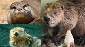 They are also nocturnal.their main prey is fish. Spot The Difference Asian Small Clawed Otter Sea Otter And Beaver Cgtn
