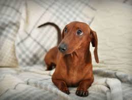Docsend is a godsend when it comes to fundraising. How Much Food Should I Feed My Dachshund