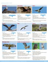 Guaranteed lowest price, fast shipping & free returns, and custom framing options on all prints! Raptors A Guide To Minnesota S Birds Of Prey All Seasons Wild Bird Store