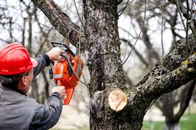 Proper tree care and maintenance requires occasional tree trimming services for healthy growth. Georgetown Tree Service Trimming Removal