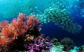 Underwater Ocean Wallpapers HD ...