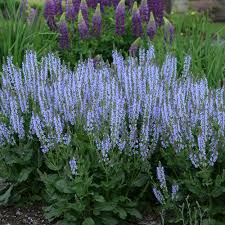 We did not find results for: Color Spires Crystal Blue Perennial Salvia Salvia Nemorosa Proven Winners