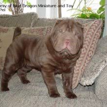 Find puppies in your area and helpful tips and info. Puppyfind Miniature Shar Pei Puppies For Sale