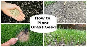 how to plant gr seed a simple guide