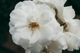 white rose free stock photo