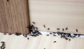 an ant infestation
