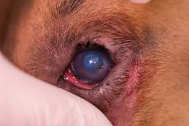 corneal ulcer images browse 219